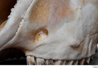 Skull Mouflon Ovis orientalis head skull 0025.jpg